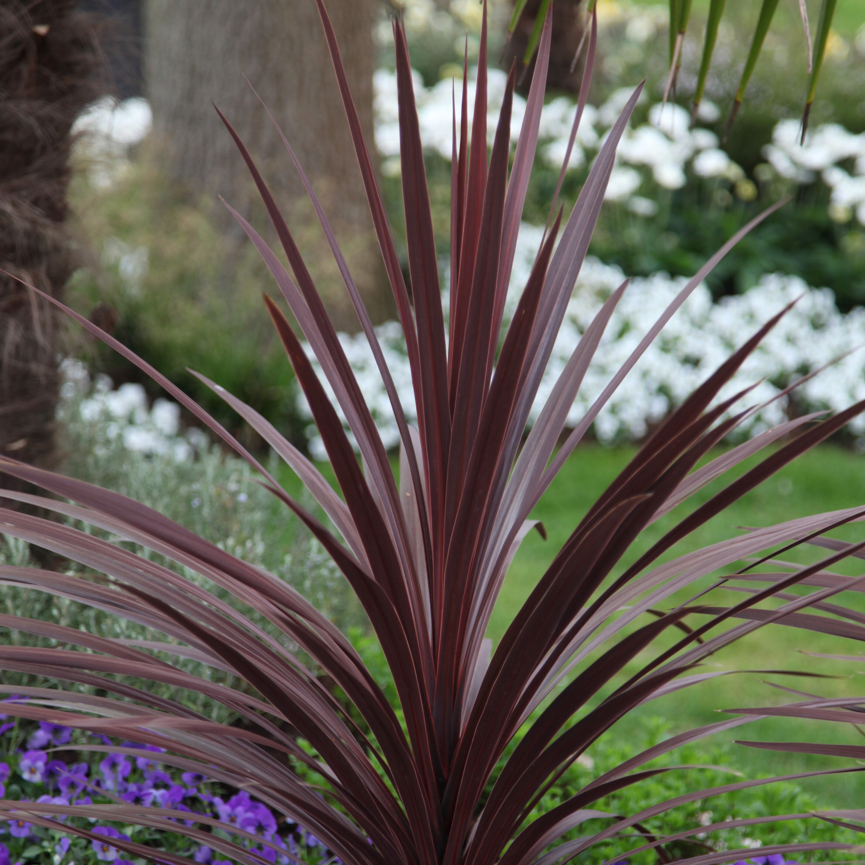 Purple Cabbage Palm 3 Cordyline Australis 'Red Star' 2ft Tall in a 2L Pots